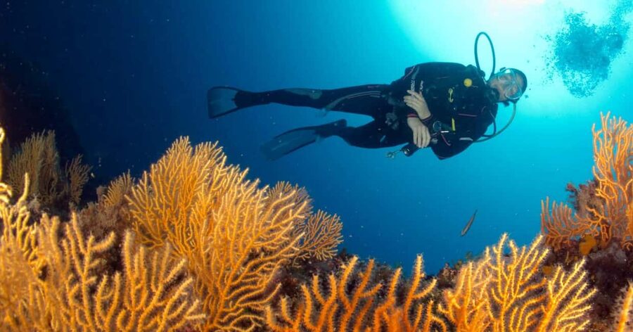 Introductory scuba diving - What you may see around the protected site