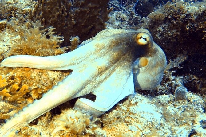 Island Wreck and Reef Scuba Excursion - Why the Crew Ratio Matters Underwater