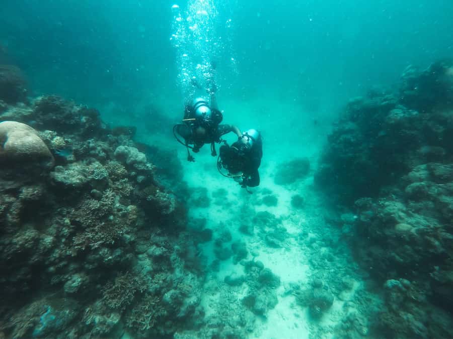 Jeddah: Red sea shore diving (Discovery) - What this Jeddah shore experience is really like