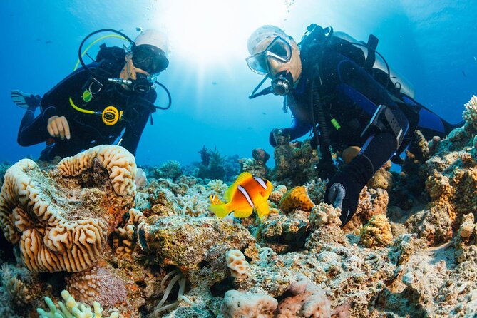 Join our Daily Diving Trip with 2 dives Transfer & Lunch-Hurghada - Key points to know before you book