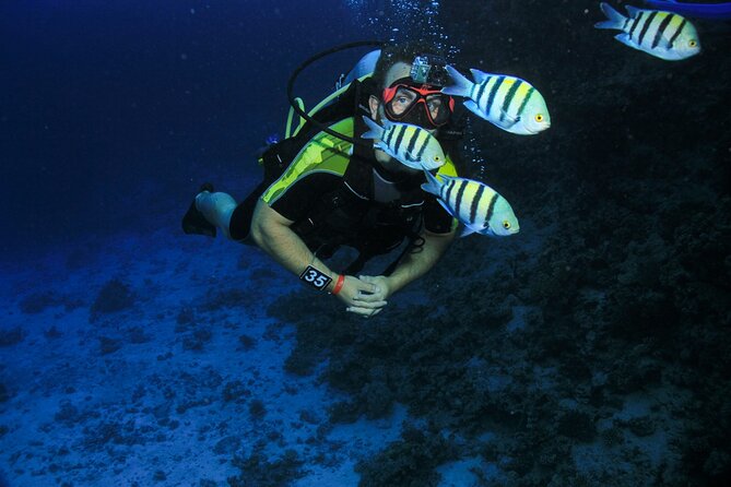 Join our Daily Diving Trip with 2 dives Transfer & Lunch-Hurghada - Is the $5 price really good value?