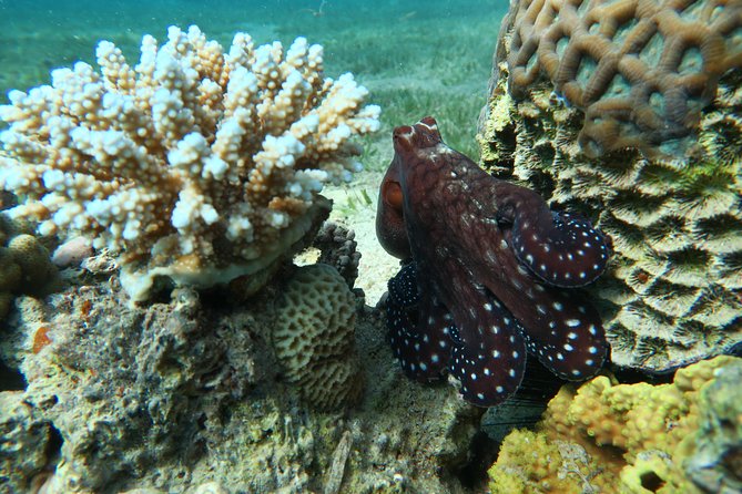 Journey of Diving or Snorkelling from a Boat - How the morning is likely to unfold