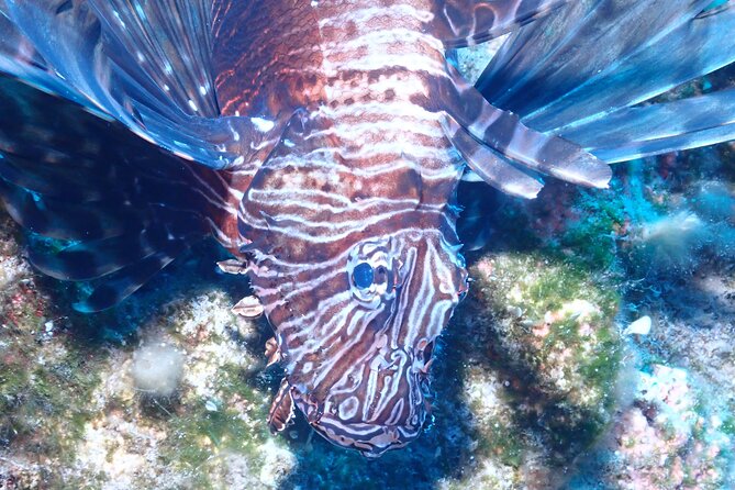 Jubilee Shoals guided boat dives - Key points at a glance