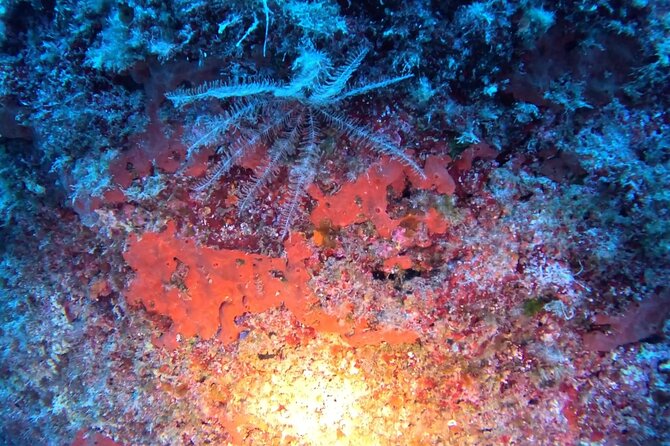 Jubilee Shoals guided boat dives - Why this Pissouri boat trip is worth considering
