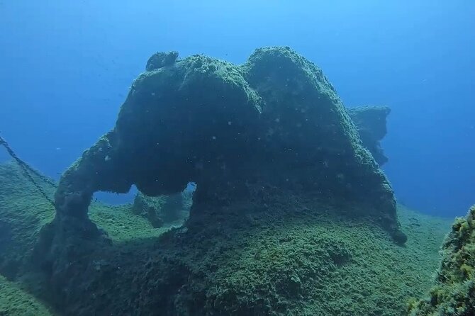 Jubilee Shoals guided boat dives - Coral, fish, and the possibility of turtles