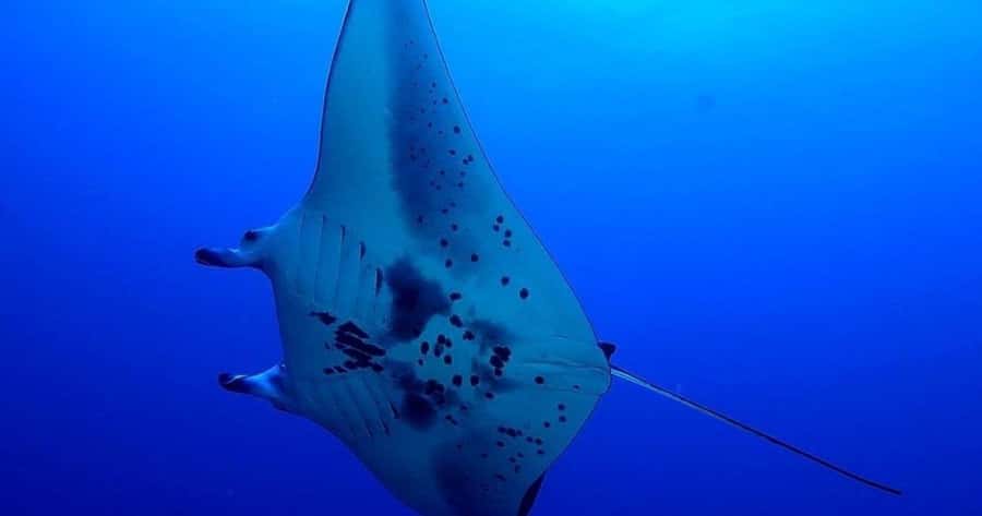 Kailua-Kona: Night Manta Snorkel or Dive - Why Kona’s night manta encounter is so special