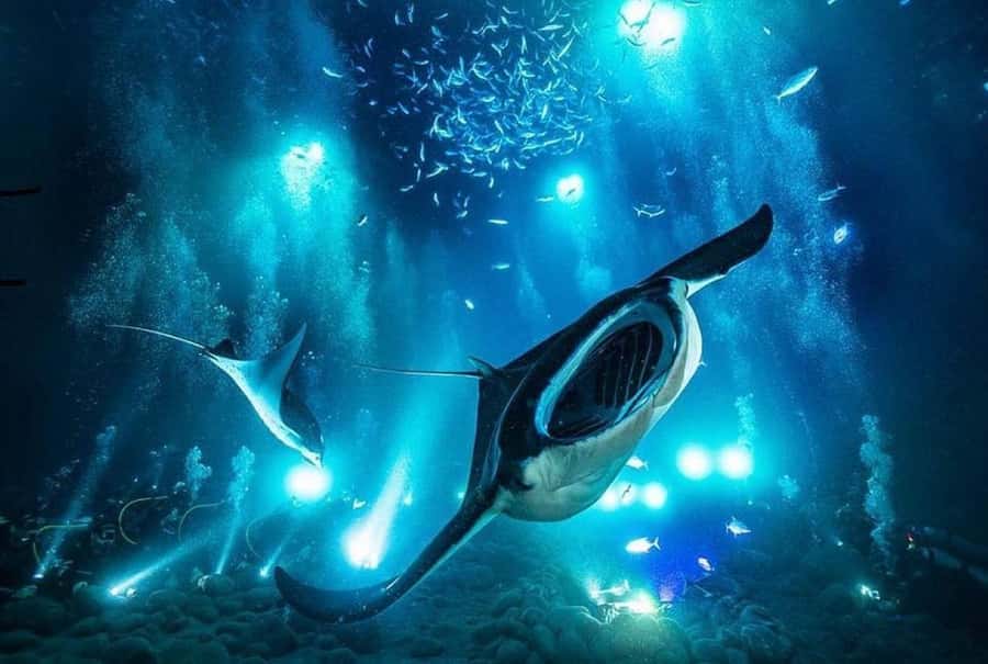 Kailua-Kona: Night Manta Snorkel or Dive - What the two-hour schedule feels like