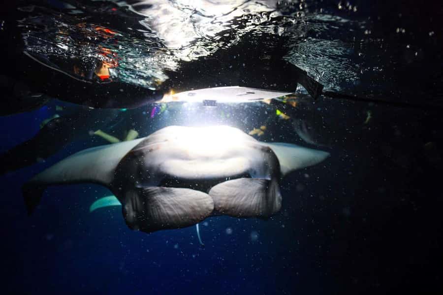 Kailua-Kona: Night Manta Snorkel or Dive - Starting in a calm, sheltered bay