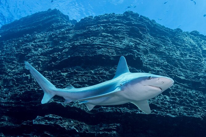 Kauai's Exclusive Morning Scuba Charter for Experienced Divers - Wildlife possibilities below Kauai’s south shore