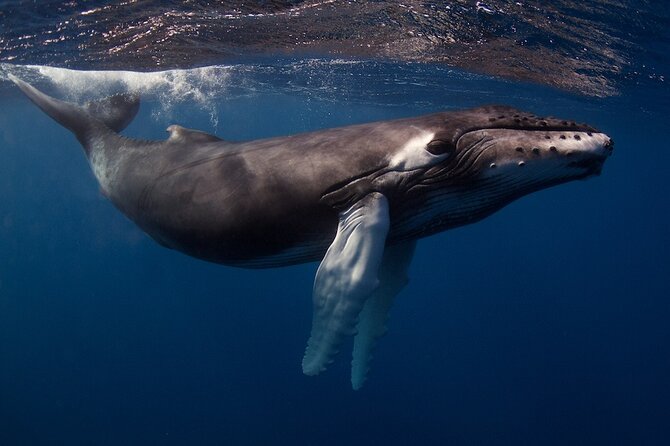 Kauai's Exclusive Morning Scuba Charter for Experienced Divers - What the $259.11 price gives you