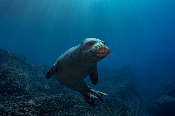 Kauai's Exclusive Morning Scuba Charter for Experienced Divers - Who should book this morning on the water