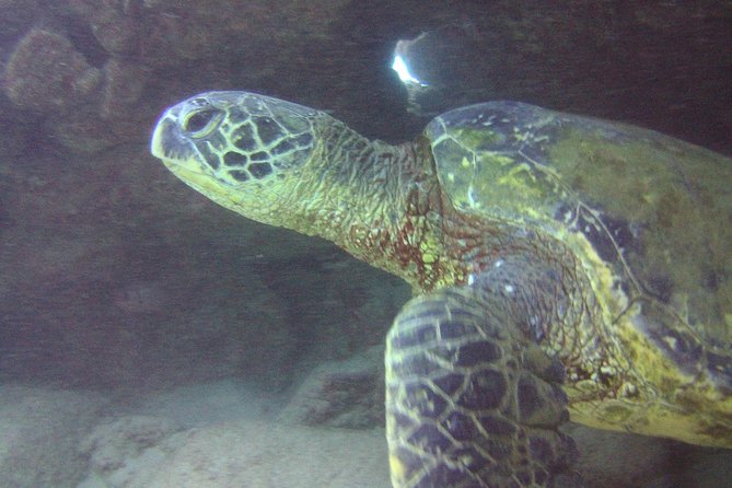 Kauai's Ultimate Discover Scuba Dive - OCEAN EXPERIENCE (1 Tank Dive) - The instructors make or break the experience