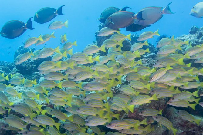 Kauai's Ultimate Discover Scuba Dive - OCEAN EXPERIENCE (1 Tank Dive) - The biggest practical issue is equalizing your ears