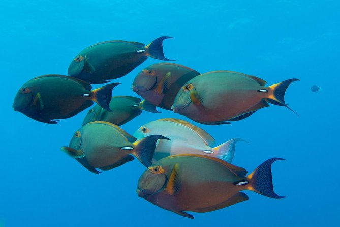 Kauai's Ultimate Discover Scuba Dive - OCEAN EXPERIENCE (1 Tank Dive) - Price, group size, and what you are really buying