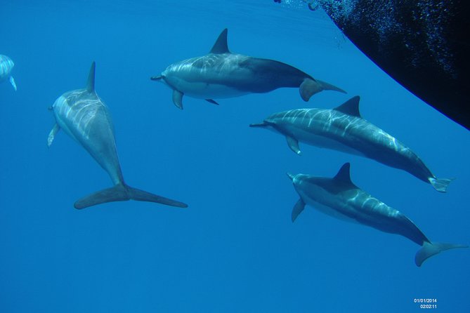 Kauai's Ultimate Dive Boat Adventure (for CERTIFIED Divers Only) - Marine life with local context