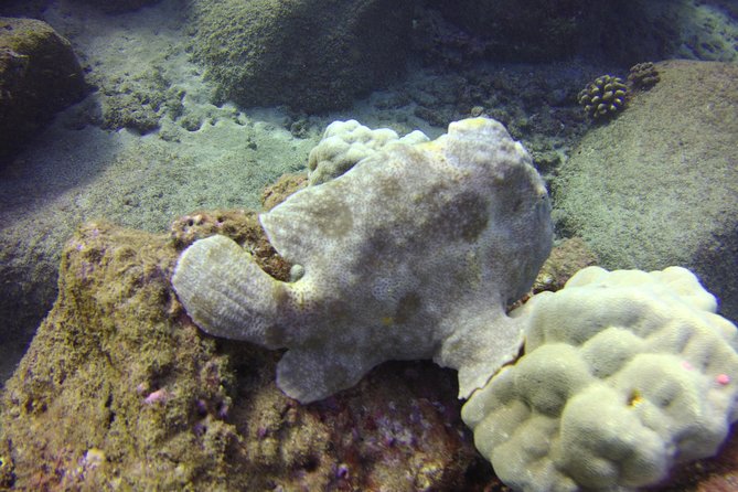 Kauai's Ultimate Dive Boat Adventure (for CERTIFIED Divers Only) - The Spouting Horn and Poipu portion