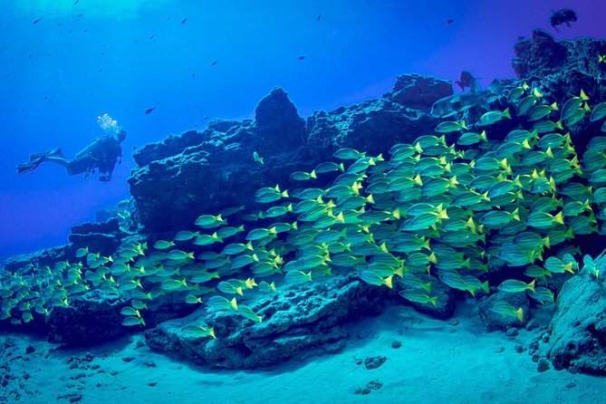 Kauai's Ultimate Dive Boat Adventure (for CERTIFIED Divers Only) - Is $285.29 a fair price?