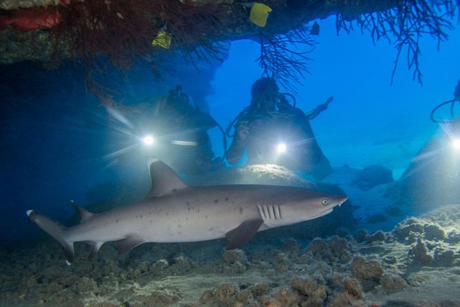 Kauai's Ultimate Dive Boat Adventure (for CERTIFIED Divers Only) - What the two-tank outing is like