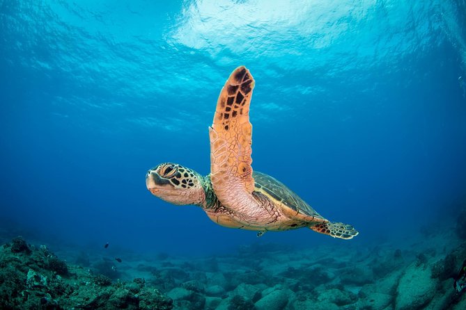 Kauai's Ultimate Scooter Adventure 2 Tank Dive (Advance Certified Divers Only) - Why a scooter changes the Kauai reef experience