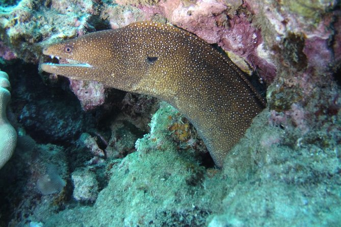 Kauai's Ultimate Scooter Adventure 2 Tank Dive (Advance Certified Divers Only) - Sea turtles, octopus, and reef fish