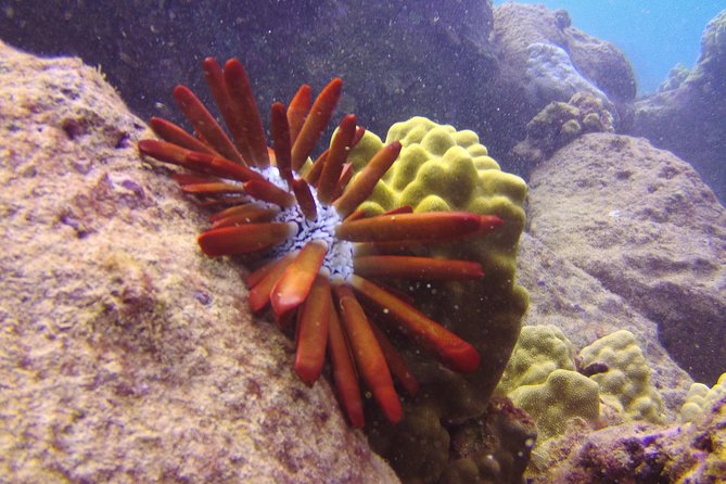 Kauai's Ultimate Scooter Adventure 2 Tank Dive (Advance Certified Divers Only) - A close-knit group with a local guide
