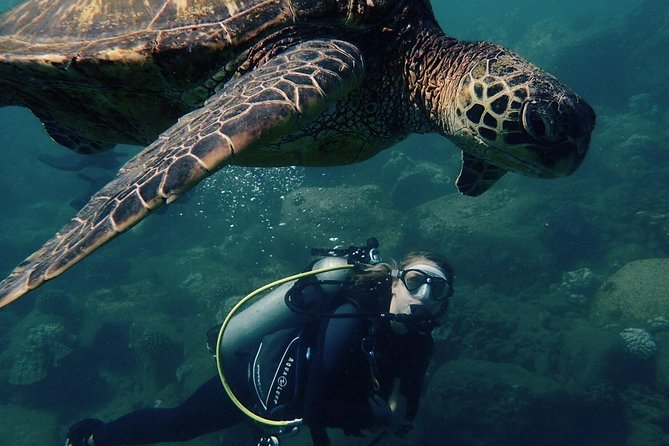 Kauai's Ultimate South Shore 2 Tank Dive (Certified Divers Only) - What makes this south shore outing special
