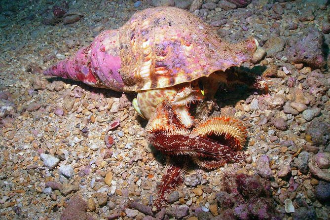 Kauai's Ultimate South Shore 2 Tank Dive (Certified Divers Only) - Koloa Landing keeps the morning simple