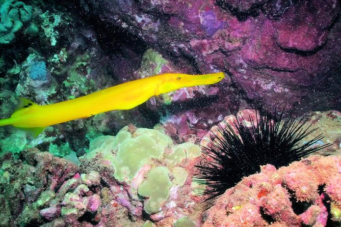 Kauai's Ultimate South Shore 2 Tank Dive (Certified Divers Only) - Two tanks, two parts of the bay