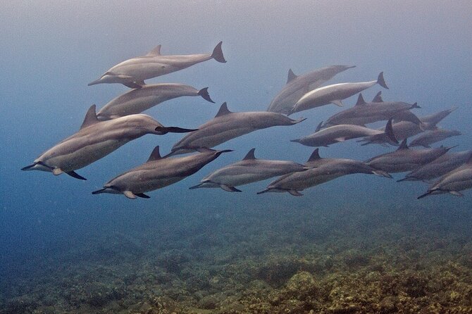 Kauai Scuba Diving for Beginners - The underwater sessions and possible marine life