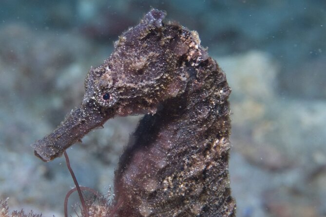 Kauai Scuba Diving for Beginners - Who will get the most from this experience