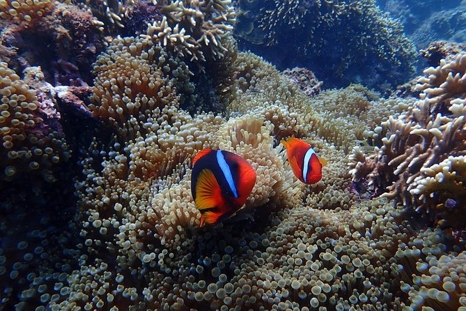 Kenting, Taiwan|Snorkeling Free underwater photography One-on-one with instructor|Taiwan Diving Snorkeling - Patient instruction makes a difference