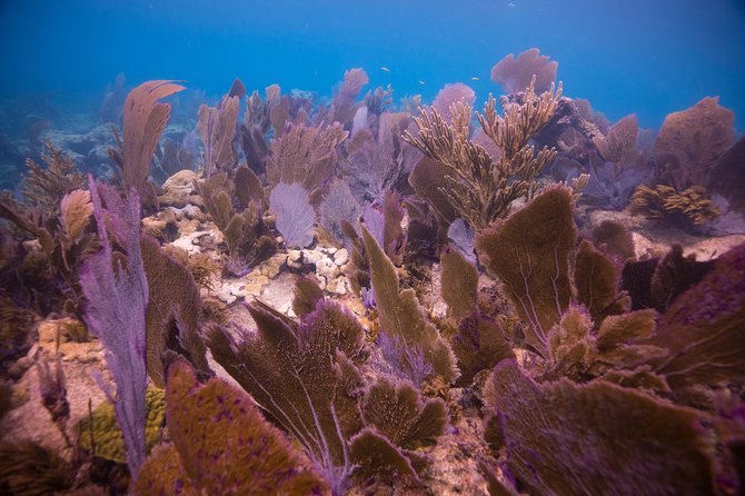 Key Largo 2 Tank Dive trip - Why the staff matters more than the scenery