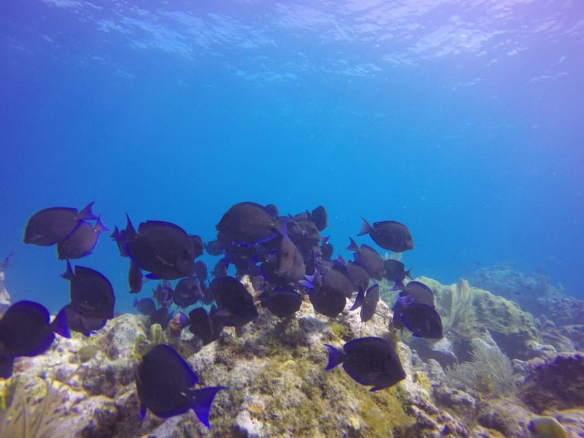 Key Largo: Molasses Reef Novice to Intermediate Dive - The marine life you might see