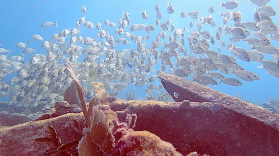 Key Largo: Molasses Reef Novice to Intermediate Dive - Why clear water makes this site easier to enjoy
