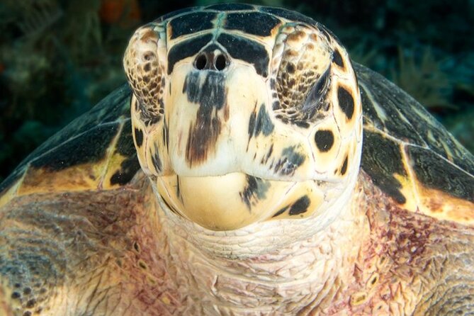 Key Largo Scuba Trip, 2 Location - 65 Min Per Site - From Laguna Avenue to the reef