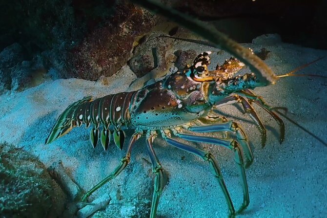 Key Largo Scuba Trip, 2 Location - 65 Min Per Site - French Reef and Christ of the Abyss