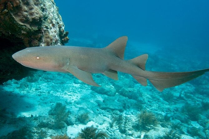 Key Largo Scuba Trip, 2 Location - 65 Min Per Site - Crew support and the feel of a small shop