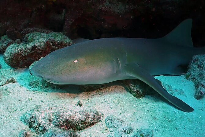 Key Largo Scuba Trip, 2 Location - 65 Min Per Site - Is $105 a fair price?
