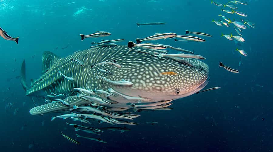 Ko Tao: Open Water Scuba Diving 4-Day Course - Day two: theory at 10:00 AM, pool skills at noon