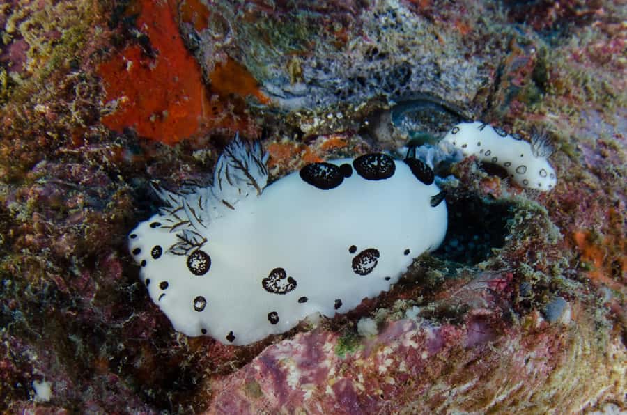 Koh Chang: 1-Day Dive Trip to Top Underwater Sites - Booking details that matter