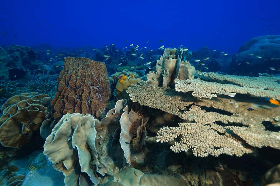 Koh Chang: 1-Day Dive Trip to Top Underwater Sites - HTMS Chang for wreck fans