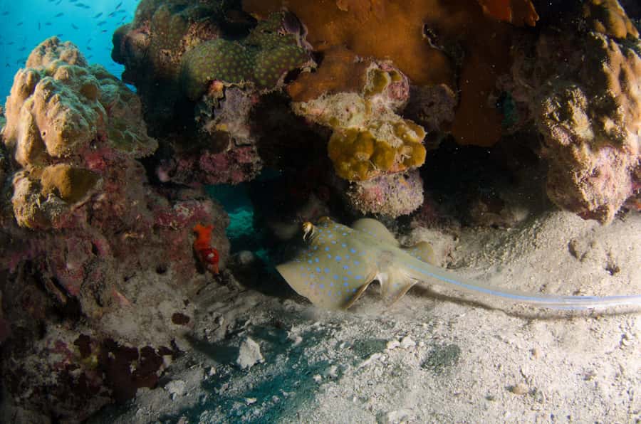 Koh Chang: 1-Day Dive Trip to Top Underwater Sites - Koh Rang National Marine Park and the extra fee