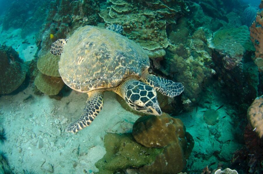 Koh Chang: 1-Day Dive Trip to Top Underwater Sites - Food, drinks, and time between sessions