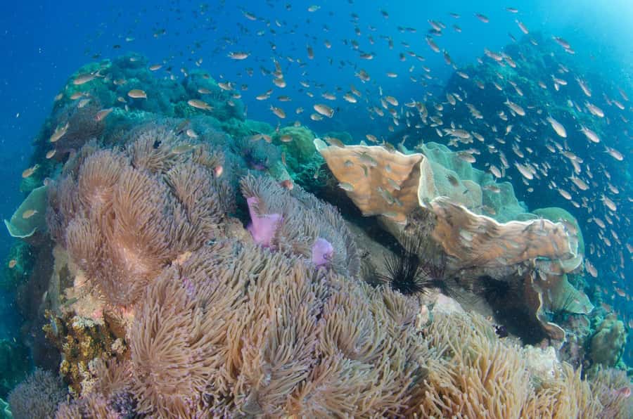 Koh Chang: 3-Day PADI Open Water Scuba Dive Course - Days two and three: four open-water sessions by boat