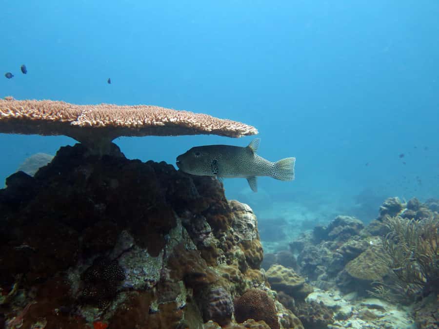 Koh Chang: Discover Scuba Diving for Beginners with 2 Dives - Who will get the most from this trip?