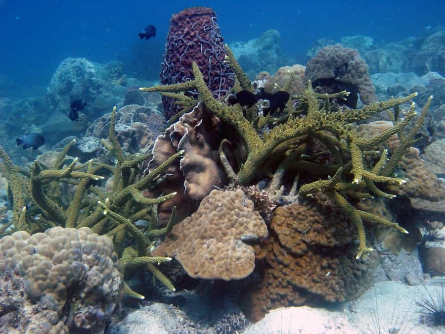 Koh Chang: Discover Scuba Diving for Beginners with 2 Dives - Koh Rang: coral, fish, and a possible beach stop