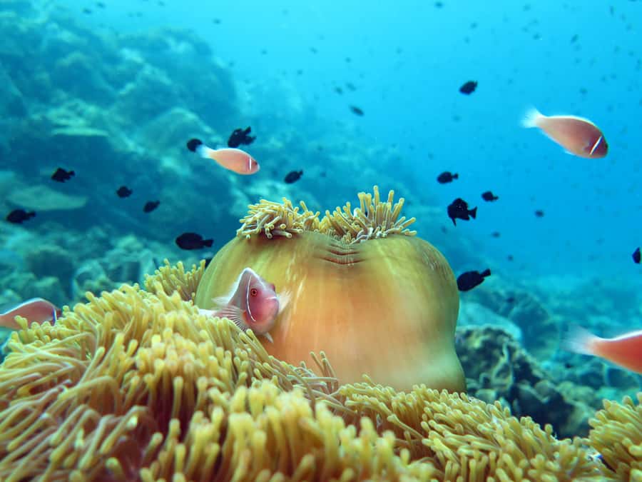 Koh Chang: Discover Scuba Diving for Beginners with 2 Dives - Ko Yak Lek and the second ocean session