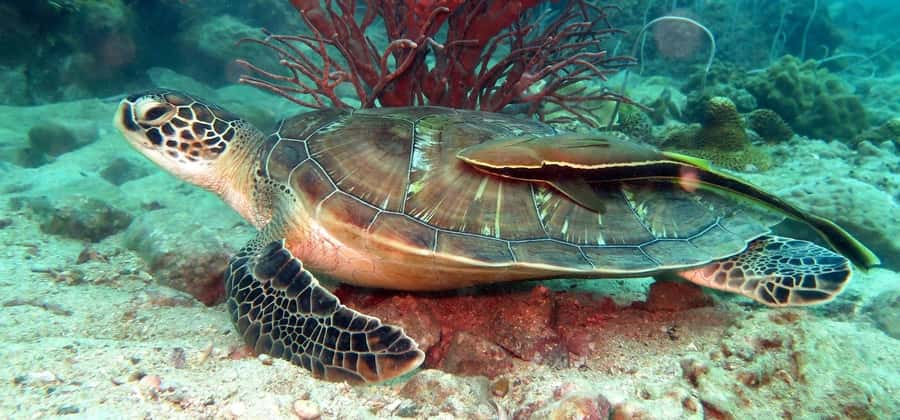 Koh Chang: Discover Scuba Diving for Beginners with 2 Dives - From west coast pickup to Bang Bao Pier