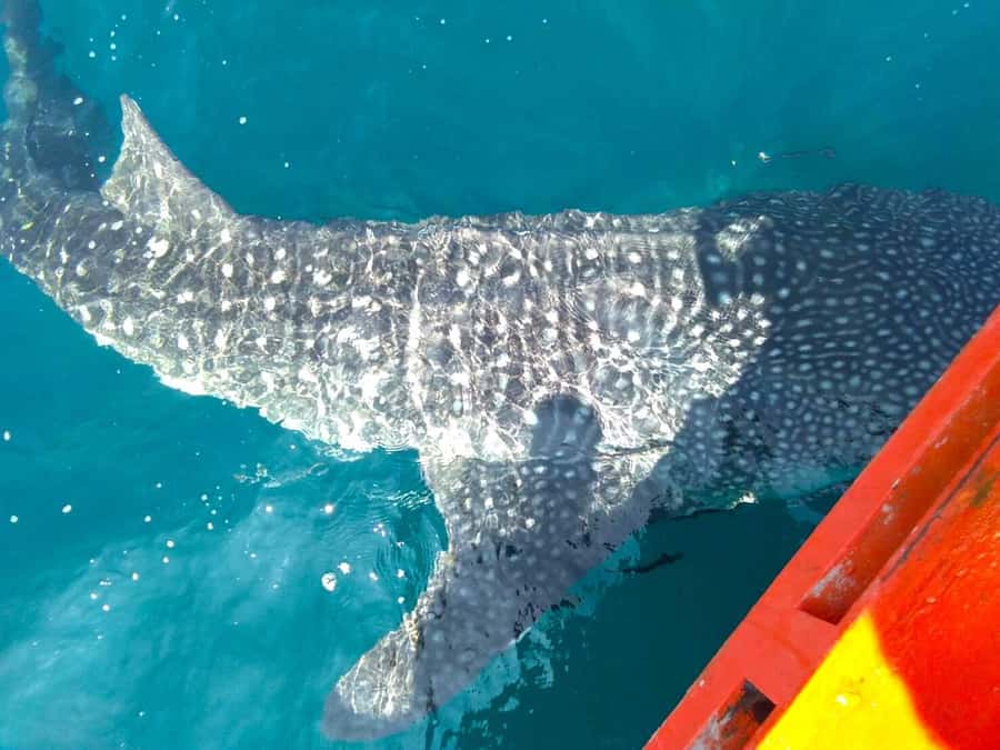 Koh Kood: Discover Scuba Diving for Beginners with 2 Dives - What the small group changes