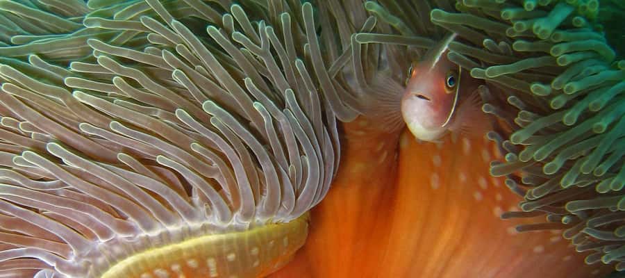 Koh Kood: Discover Scuba Diving for Beginners with 2 Dives - Lunch, fruit, and a full afternoon on the water